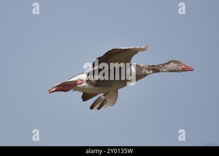 Graugans-Hybride mit Hausgans, Graugans-Hybride mit Hausgans in bayern Stockfoto