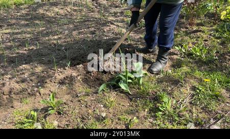 Großmutter im Dorf jätet Zwiebeln im Gemüsegarten. Stockfoto
