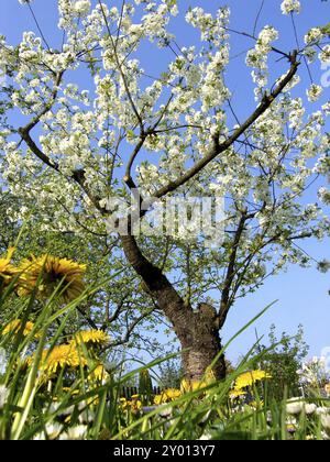 Frühling aus der Froschperspektive. Die Quelle aus der Froschperspektive Stockfoto