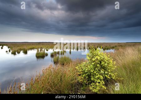 Stürmischer Abend im Sumpf, Friesland, Niederlande Stockfoto