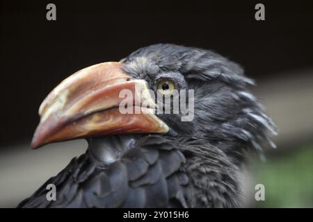 Kronenhornschnabel Stockfoto