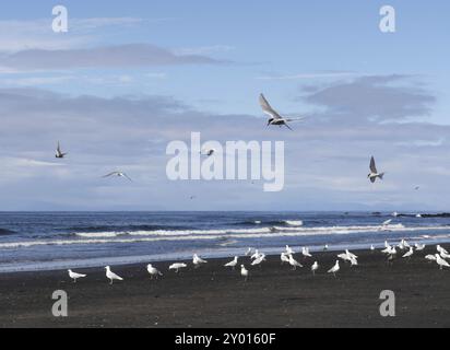 Möwen am schwarzen Strand in der Nähe von Olafsvik in Island Stockfoto