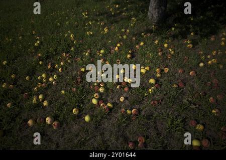 Gefallene Früchte, Apfelbaum, gelbe Äpfel, Wiesenobstwiesen, Waiblingen, Baden-Württemberg, Deutschland, Europa Stockfoto