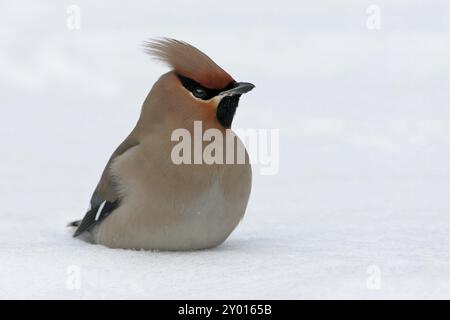 Böhmische Wachsflügel (Bombycilla garrulus), ja, Landkreis Bad Duerkheim, Rheinland-Pfalz, Bundesrepublik Deutschland Stockfoto