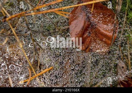 Spinnennetz voller kleiner Tautropfen auf dem Waldboden mit Kiefernnadeln und Herbstblättern Stockfoto