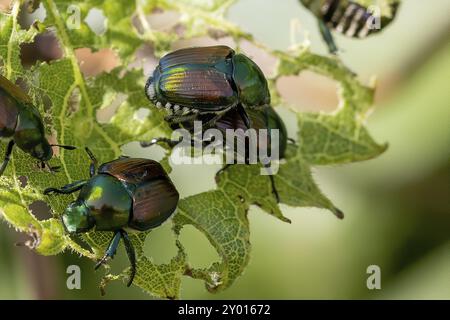 Der japanische Käfer (Popillia japonica) ist eine Art von Skarabäus Stockfoto