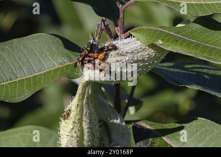 Oncopeltus fasciatus, bekannt als die große Milchkrautkäfer Stockfoto