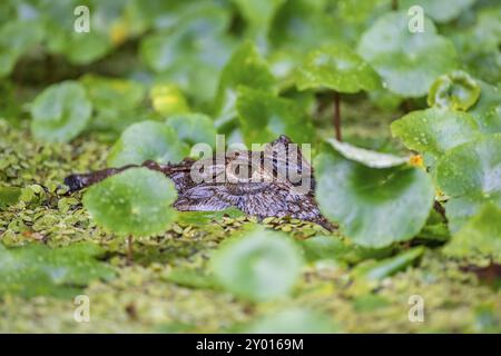 Nördlicher Brillenkaiman (Caiman crocodilus) im Wasser, Kopf über Wasser, zwischen Wasserpflanzen, Tortuguero Nationalpark, Costa Rica, Zentr Stockfoto