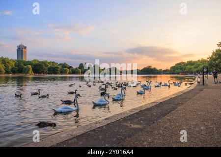 Schwäne und Enten schwimmen während des Sonnenuntergangs in der Serpentine im Hyde Park Stockfoto