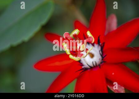 Blume einer roten Passionsblume (Passiflora vitifolia), Tortuguero Nationalpark, Costa Rica, Mittelamerika Stockfoto