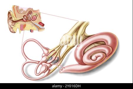 Anatomie des menschlichen Ohres, membranöses Labyrinth Stockfoto