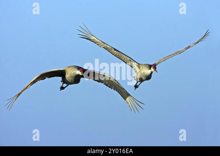 Canada Crane (Grus canadensi), Joe Overstreet Landing, Osceola County, Florida, USA, Nordamerika Stockfoto