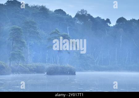 Nadelwald und See in der Abenddämmerung im Herbstnebel Stockfoto