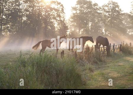 Pferde in nebeligen Sonnenstrahlen auf der Weide Stockfoto