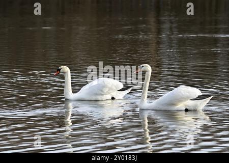 Zwei weiße Höckerschwan schwimmen auf dem See Stockfoto