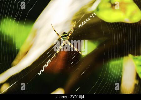 Nahaufnahme Bild der Spinne steht auf spiderweb Stockfoto