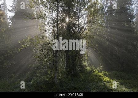 Sonnenstrahlen, die durch Bäume fallen, Dundret Nature Reserve, Gaellivare, Norrbotten, Lappland, Schweden, August 2012, Europa Stockfoto