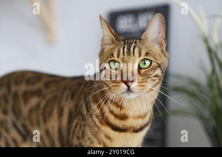 Porträt der schönen Bengal Katze auf weißen Tisch mit der Anlage Stockfoto