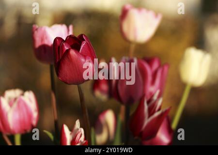 Tulpe Stockfoto