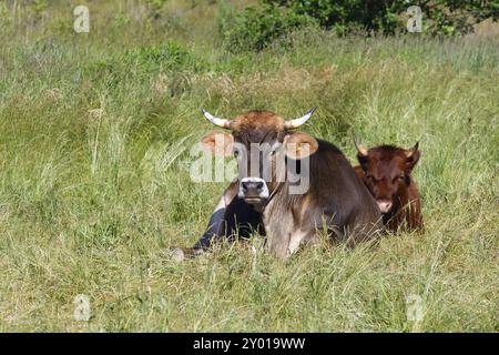 Rotes Hoehenvieh und Braunvieh auf einer Wiese. Rote Alpenrinder und braune Schweizer Rinder auf einer Wiese Stockfoto