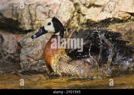 Beim Baden mit der weißen Pfeifenente (Dendrocygna viduata) Stockfoto