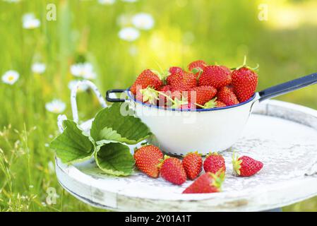 Erdbeeren frisch nach der Ernte in einem Sieb liegen. Das Sieb steht auf einem alten Holztablett, weiß, im Vintage-Stil. Erdbeerblätter auf dem t Stockfoto