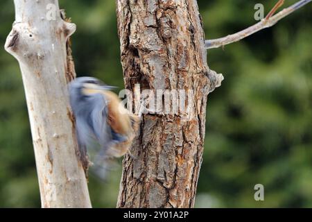 Nuthatch, Sitta Europa, Nuthatch, Europa, Mitteleuropa Stockfoto