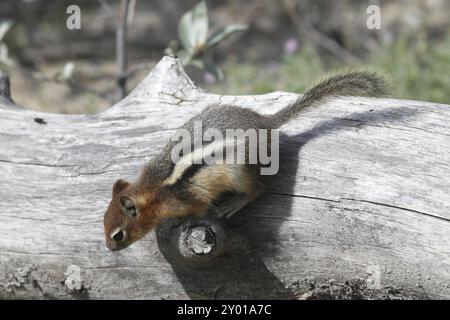 Goldener Gopher Stockfoto