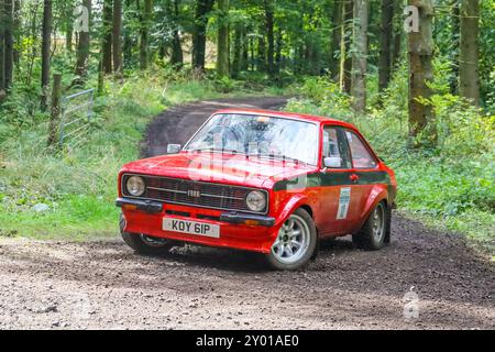 Kilmarnock, Schottland, Großbritannien. 31. August 2024. Kilmarnock, Großbritannien. Sechzig Rallyefahrzeuge mit internationalen und lokalen Teams, aufgeteilt in drei Gruppen, nahmen am Lombard Rally Festival Teil, durch das Waldgut Craufurdland Castle in der Nähe von Kilmarnock, Ayrshire, Schottland. Quelle: Findlay/Alamy Live News Stockfoto