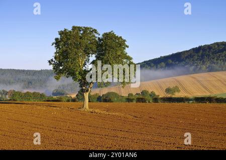 Burgund im Nebel, Burgund Landschaft im Morgennebel, Frankreich, Europa Stockfoto