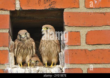 Turmfalken, Jungvoegel am Horst, Kestrel, vollwertig, vollwertig, Jungvögel in Nesthöhle Stockfoto