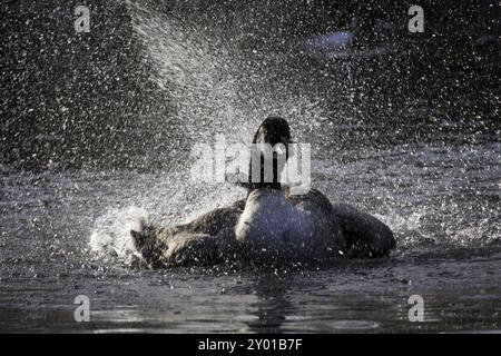 Badeende Kanadische Gans Stockfoto