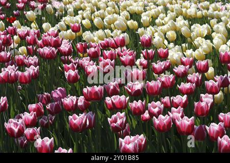 Schöne Tulpen Hintergrund Stockfoto