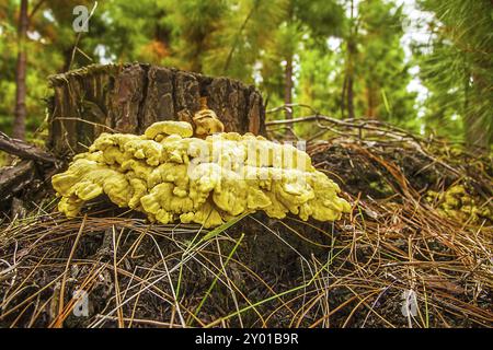 Schwefel porridge im Tsitsikamma National Park Südafrika Stockfoto