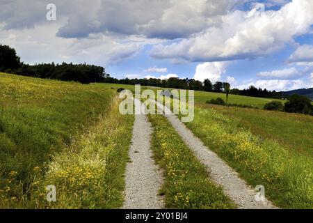 Landstraße im Sommer blühende Wiesen Stockfoto