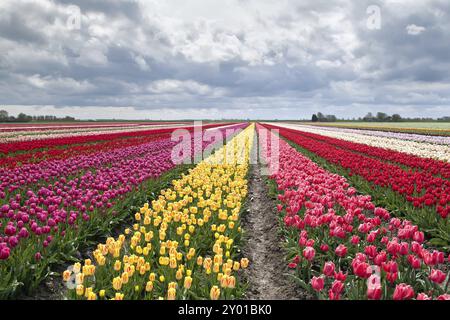 Viele bunte Tulpen auf Feldern im Frühling, Holland Stockfoto