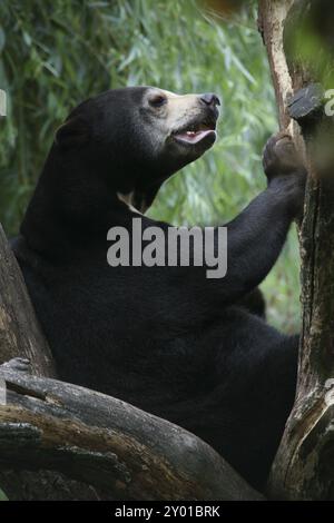 Bär in seinem Kletterbaum Stockfoto