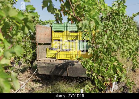 Trauben in Kisten auf einem Lkw im Weinberg an einem sonnigen Tag geladen Stockfoto