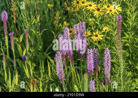 Drei englische Namen Blumen, gepunktete Schwulenfedern, auch bekannt als gepunktete Blazingstern und schmalblättrige Blazingstern. Wunderschöne Blumen der nordamerikanischen Ureinwohner Stockfoto