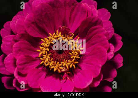 Rosafarbene Zinnienblüte auf schwarzem Hintergrund Stockfoto