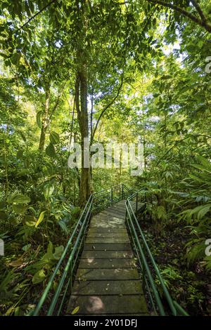 Pfad im Regenwald, dichte Vegetation, Tortuguero Nationalpark, Costa Rica, Mittelamerika Stockfoto