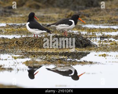 Eurasischer Austernfänger (Haematopus ostralegus), erwachsenes Paar auf einem Felsen bei Ebbe, Mai, Varanger Fjord, Norwegen, Europa Stockfoto