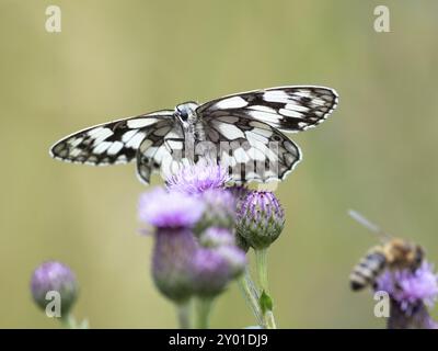 Ein karierter Schmetterling, der auf einer Wildblume sitzt Stockfoto