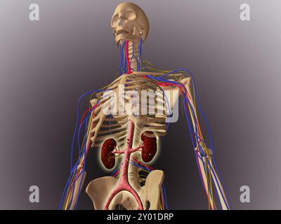 Menschliches Skelett mit Nieren und Nervensystem Stockfoto