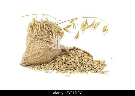 Haferkörner mit Rümpfen oder Schalen in Sackleinen isoliert auf weißem Hintergrund. Landwirtschaft, Ernährung und Ernährung. Hafer oder Avena sativa Stockfoto