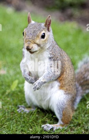 Nahaufnahme eines grauen Eichhörnchens im Hyde Park, London Stockfoto