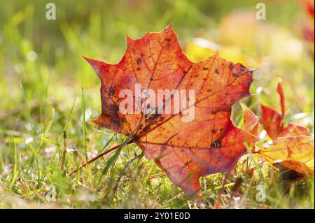 Einzelnes rotes Ahornblatt auf einer Wiese im Sonnenlicht. Symbolisches Herbstbild. Einzelnes rotes Ahornblatt auf einer Wiese im Sonnenlicht. Emble Stockfoto