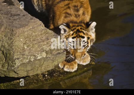 Sibirischer Tiger (Anthera tigris altaica) Stockfoto