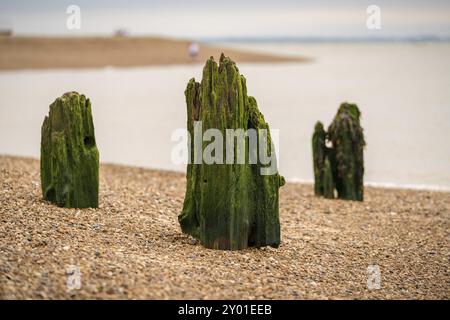 Holz- Stangen auf einen Kiesstrand, am Hafen von Felixstowe, Suffolk, England, UK gesehen Stockfoto