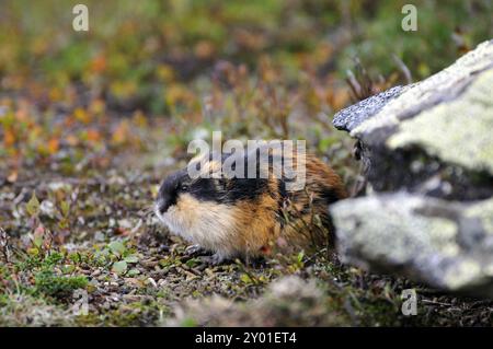 Berglemming in Schweden. Lemming Mountain in Schweden Stockfoto